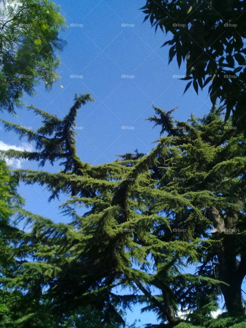 vista de un trozo de cielo diáfano de verano enmarcado por las ramas aéreas de varias coníferas.