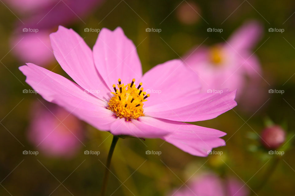 Wild flower cosmos. Close up of pink flower in bloom. I love the beautiful colors nature offers.