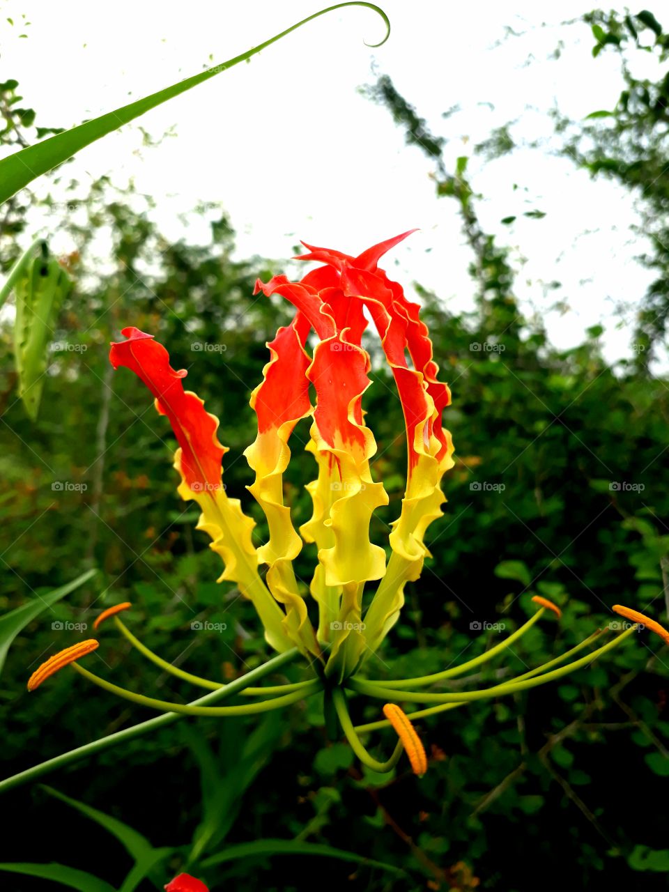 fire flower