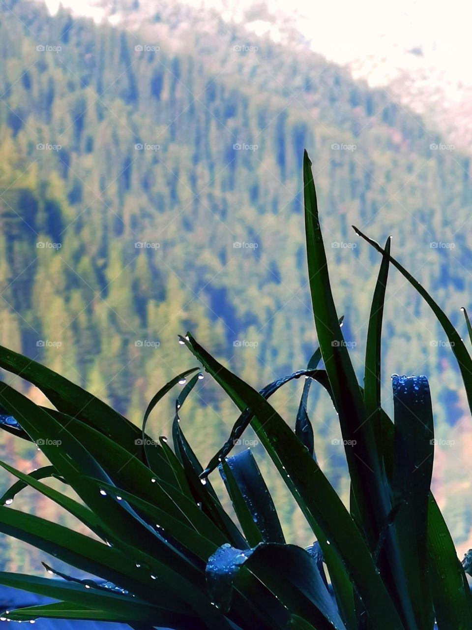 Post rain leaves elegance