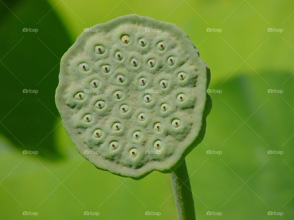 green flower pond reeds by kshapley