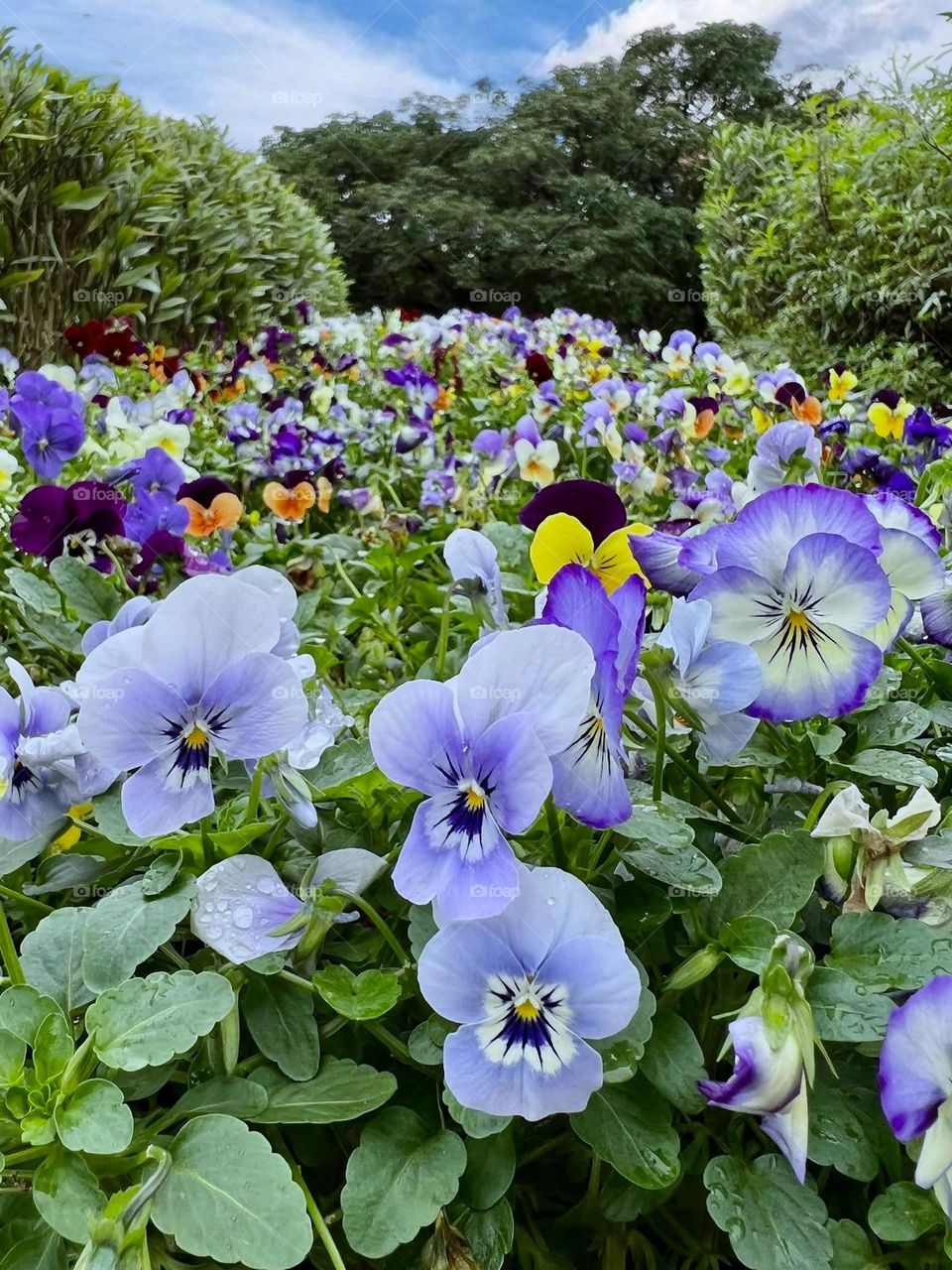 Beautiful flowers in bloom