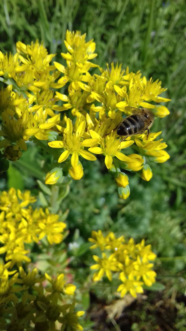 yellow sedum