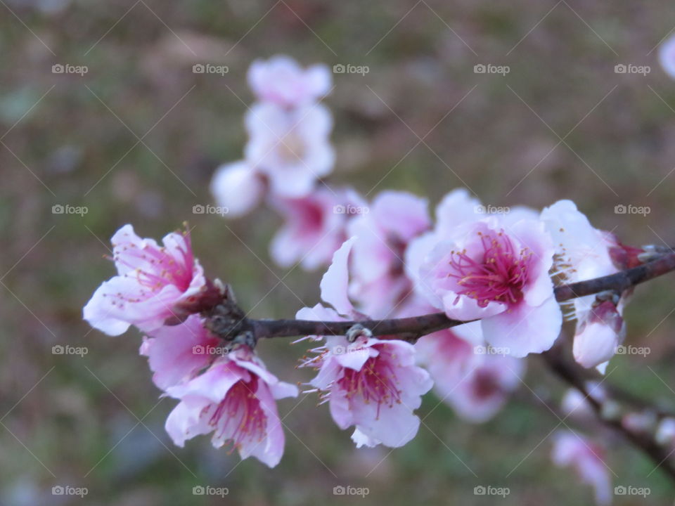 peach blossoms