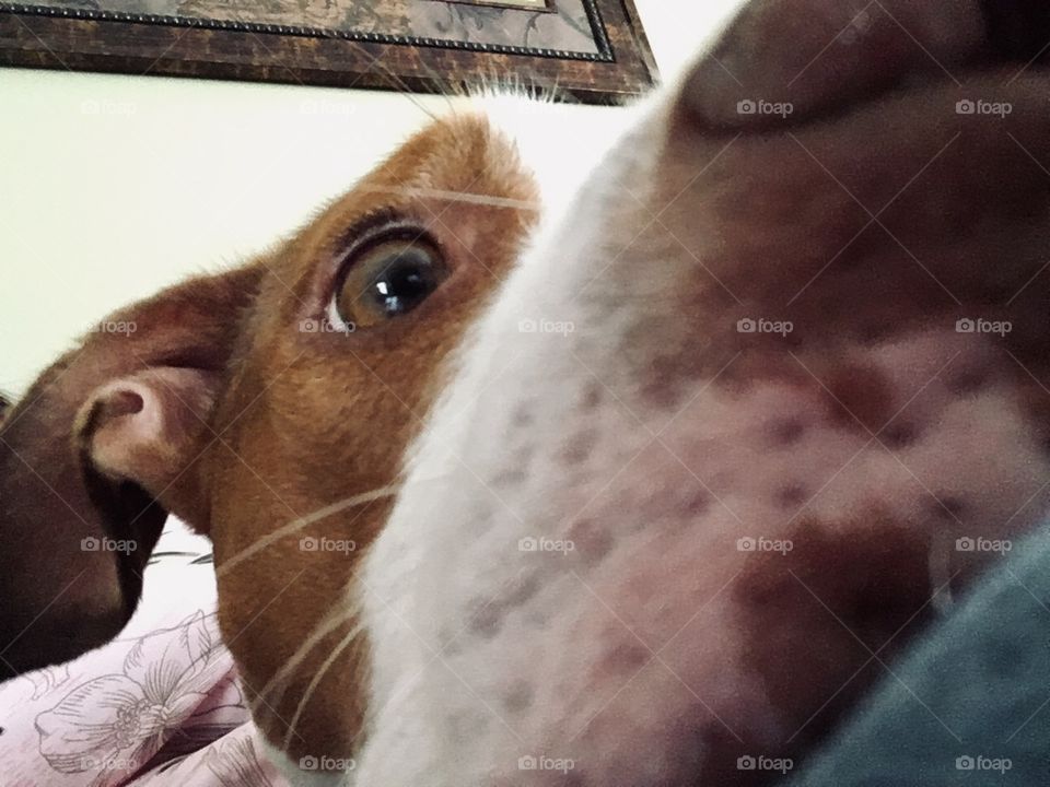 Close up of my beautiful rescue red nose pitbull 