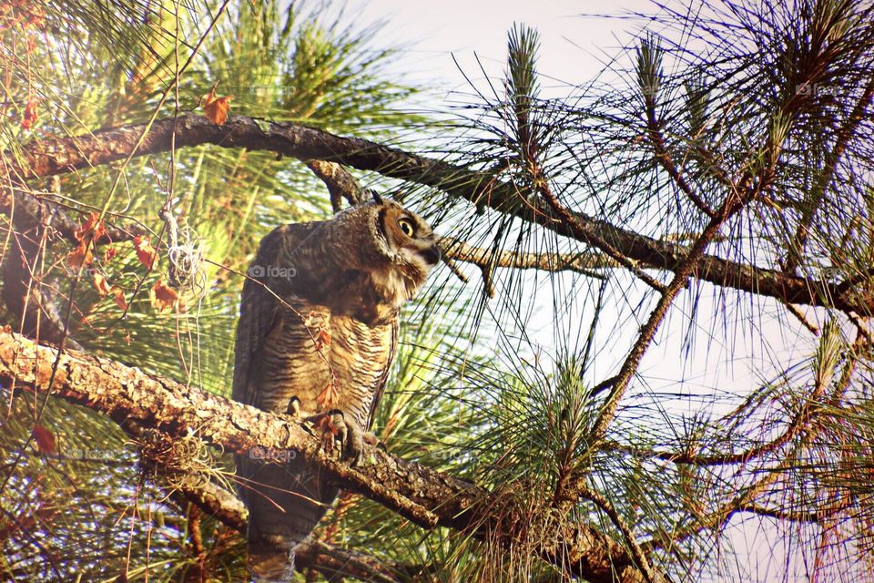 Great horned owl. Great horned owl in the pine tree.