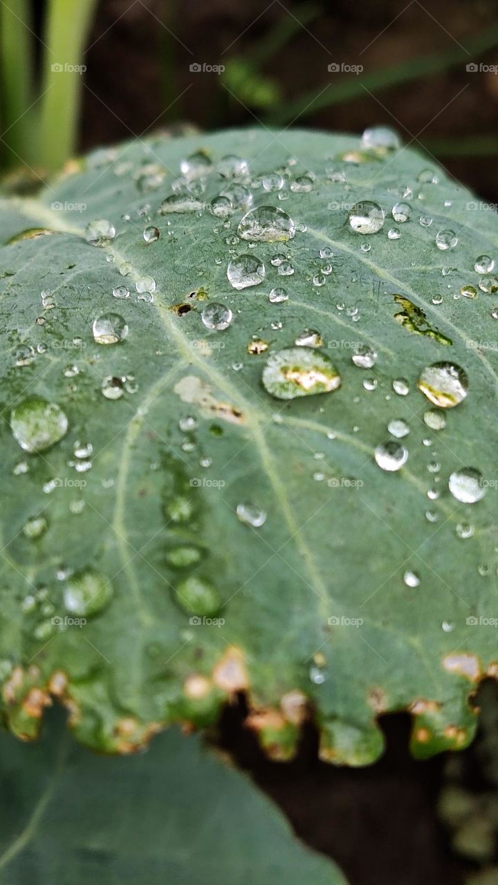 rain drops