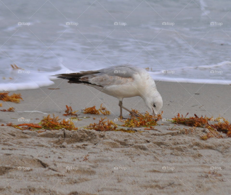 Seagull snacking