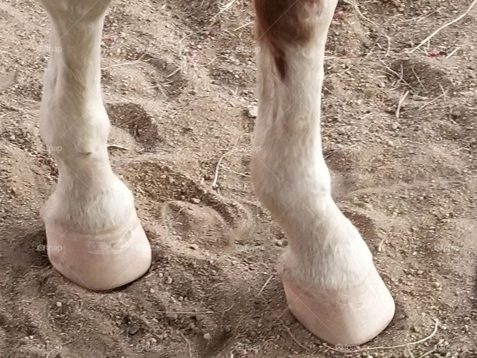 Newly trimmed horse hooves from the front.