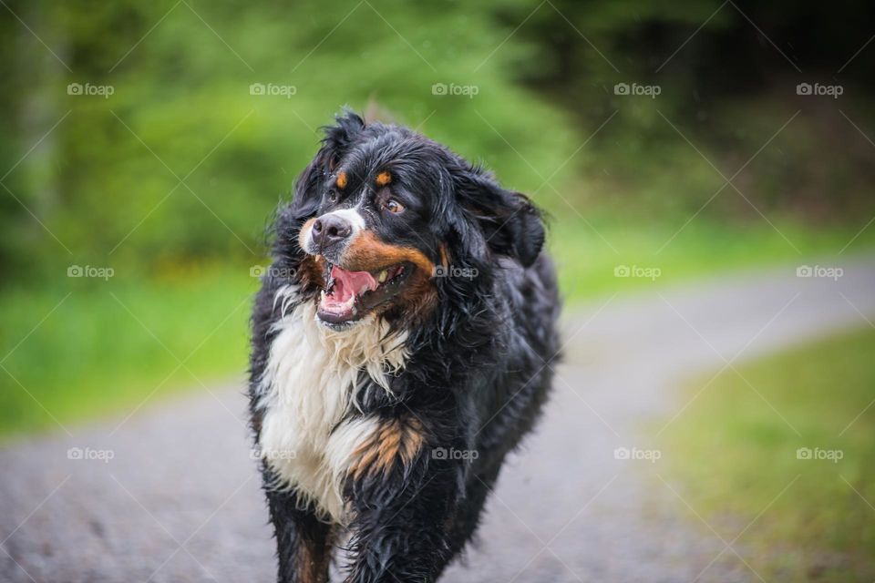 Dog bernese mountain