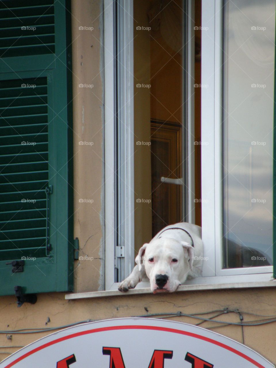 Windows dog