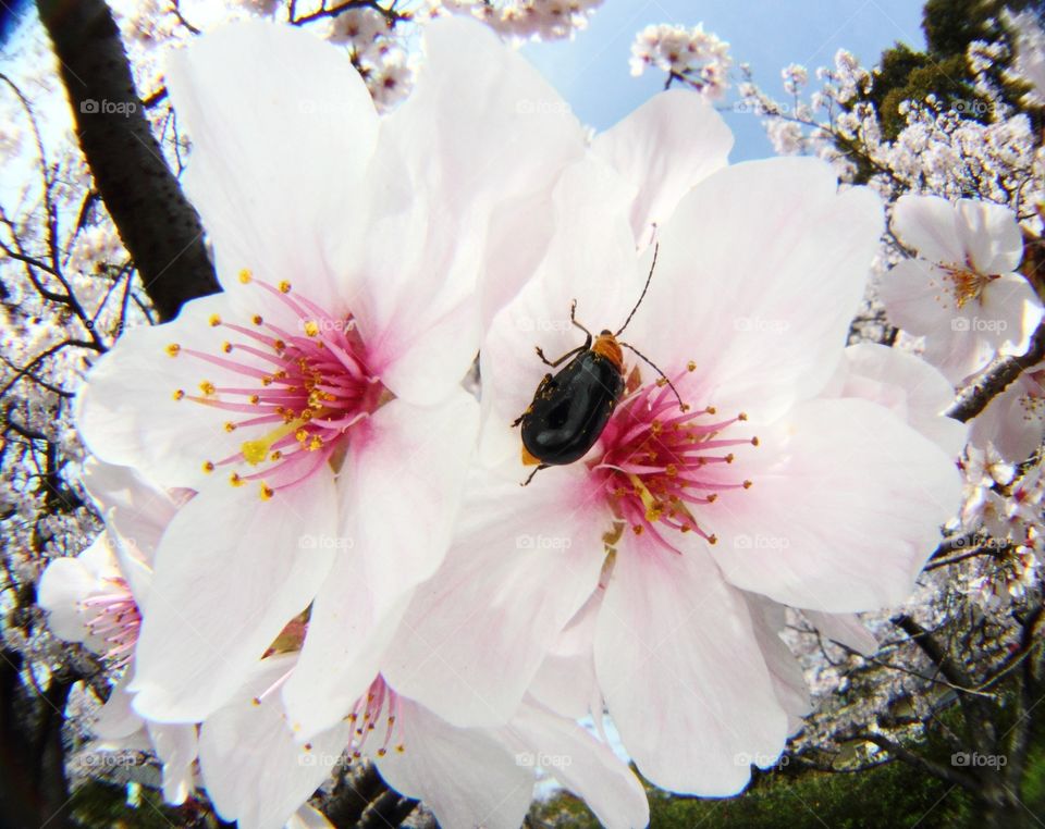 Cherry blossoms and bug
