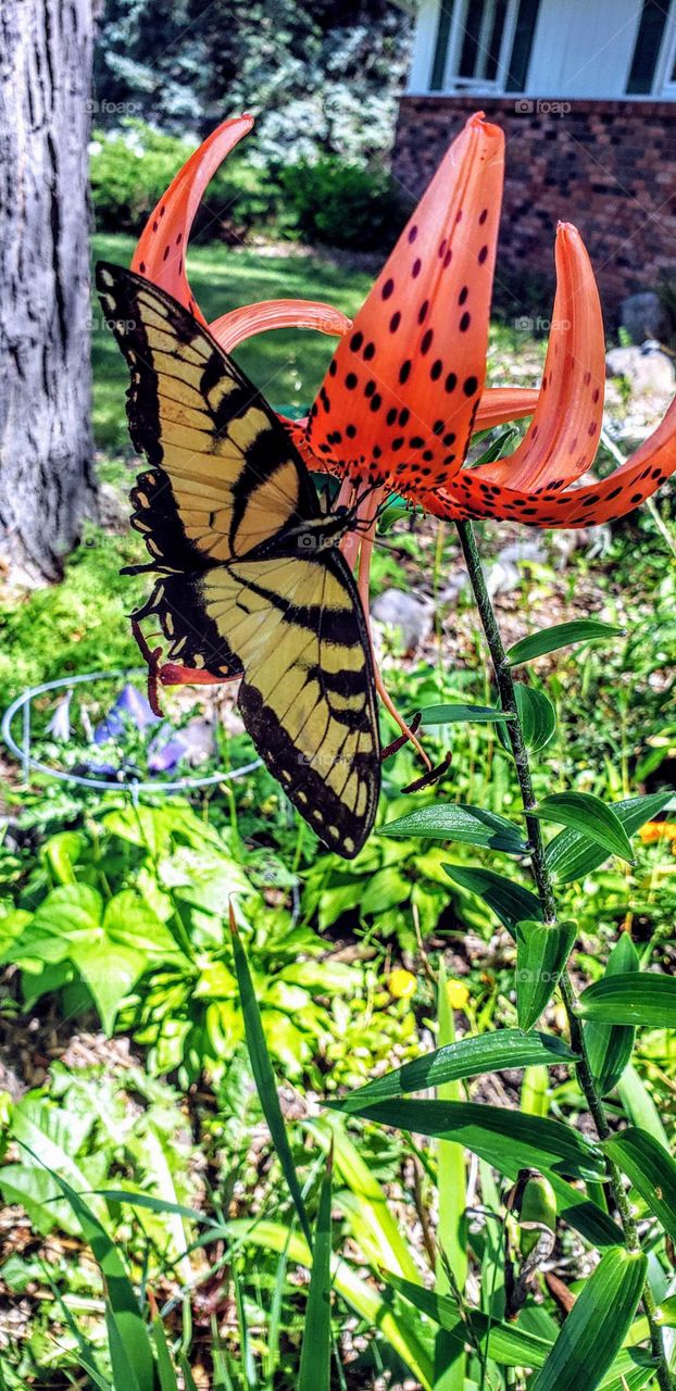 Upside  down orange Lilly and a eastern tiger swallowtail, is a species of swallowtail butterfly native to eastern North America. It is one of the most familiar butterflies in the eastern United States, where it is common in many different habitats.