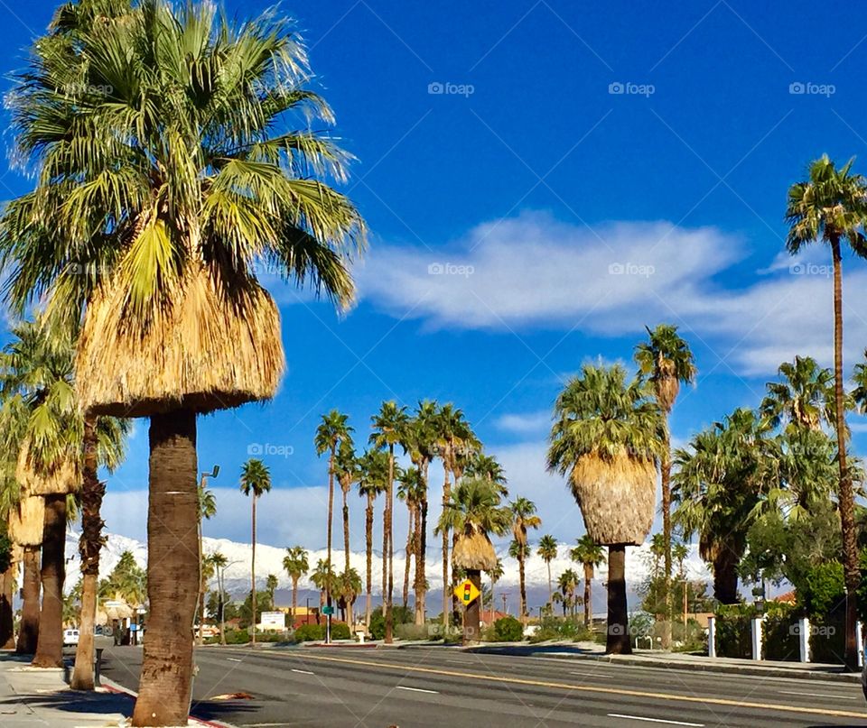 Sun and palms in foreground, snow in the mountains in the background 