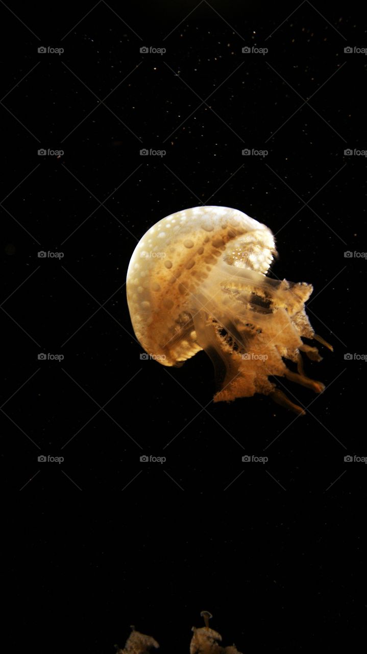 beautiful shoot of a jellyfish from New England Aquarium, Boston, Massachusetts