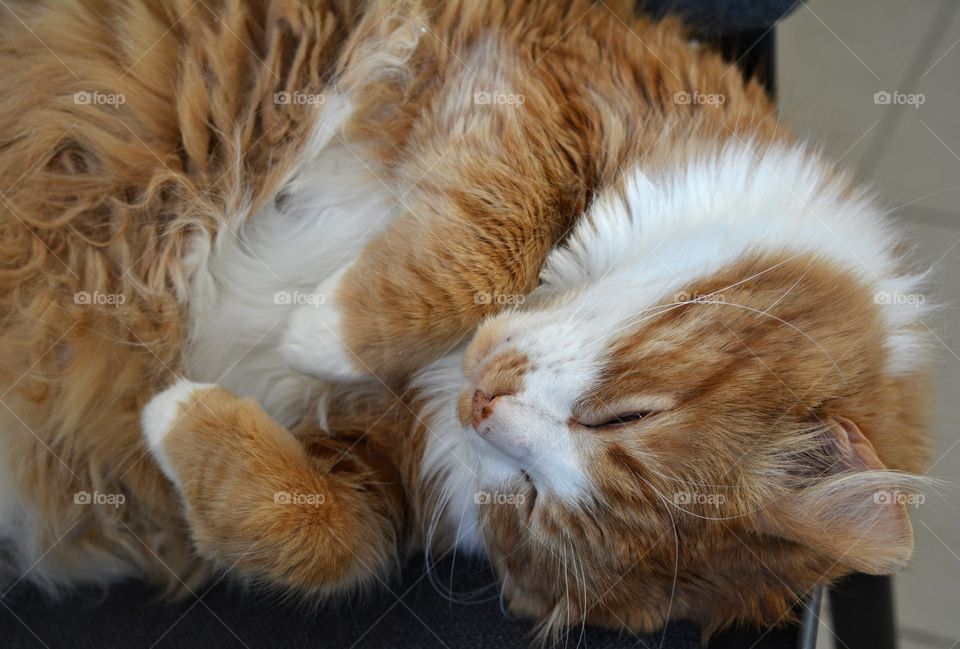 ginger cat portrait sleeping and relaxing home