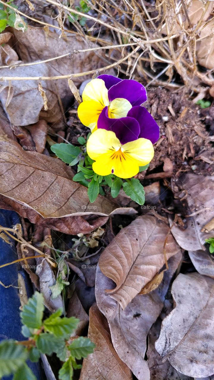 Amongst the dry leaves of winter burst tiny pansies in the spring.