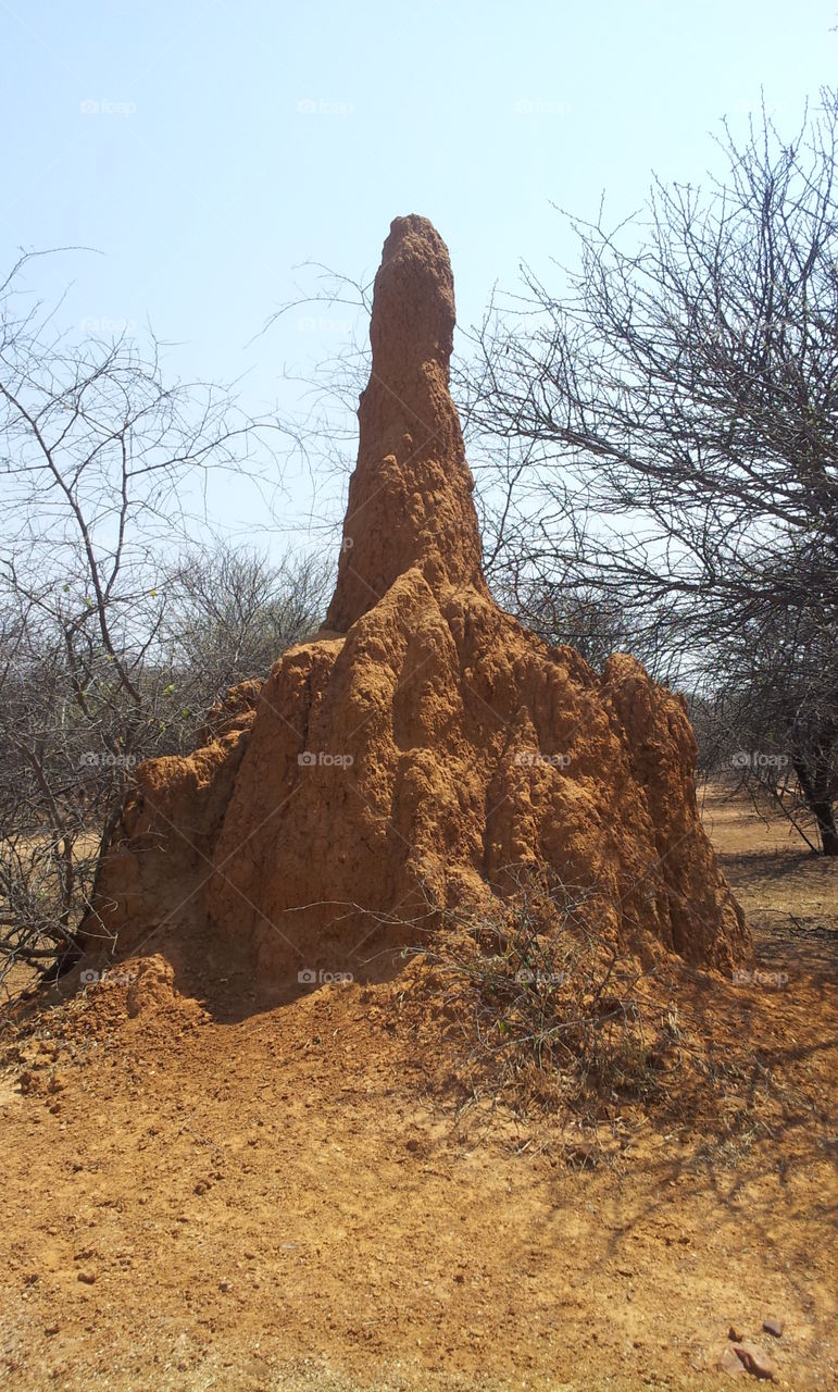 Another very large ant hill in Botswana