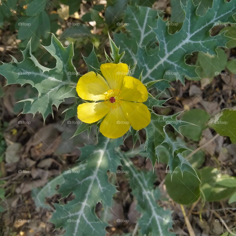 plant with a yellow 💛 flower