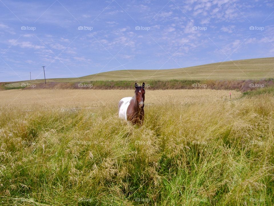 Pinto gelding in the summer grass
