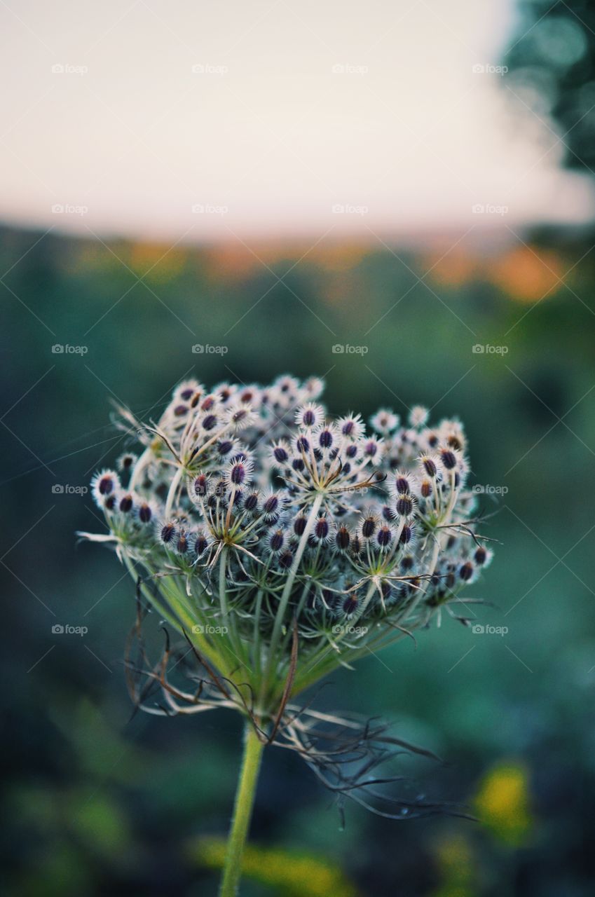 Close-up of wildflower