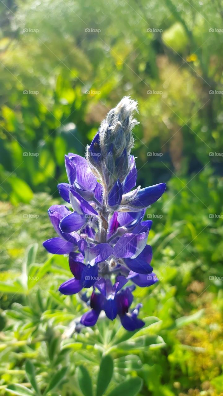 wildflower crete