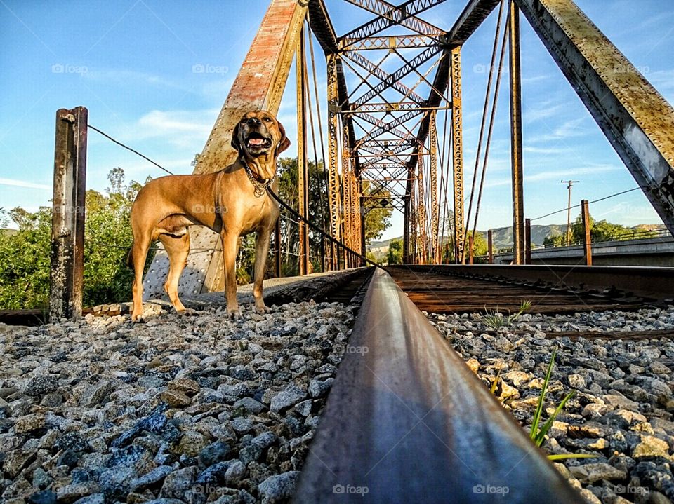 Rhodesian Ridgeback on train tracks