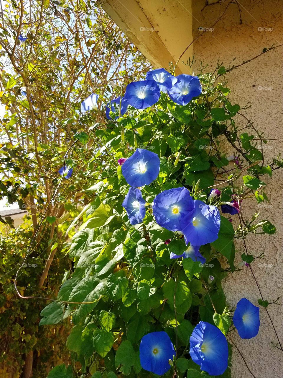 beautiful blue morning glories blooming in the high desert