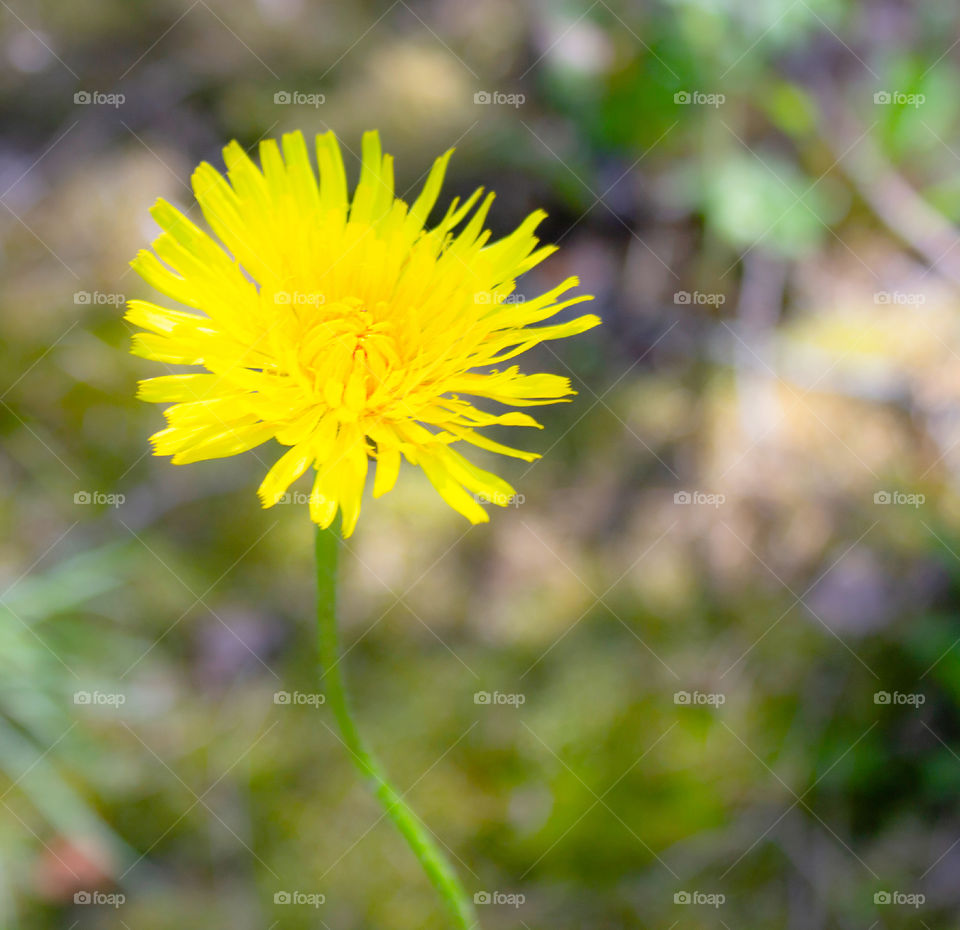 Beautiful yellow flower on blurred background