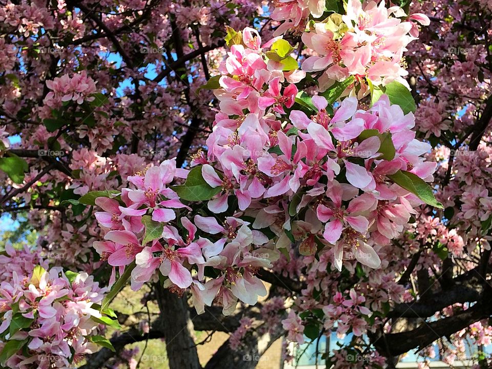 Close-up of cherry blossom