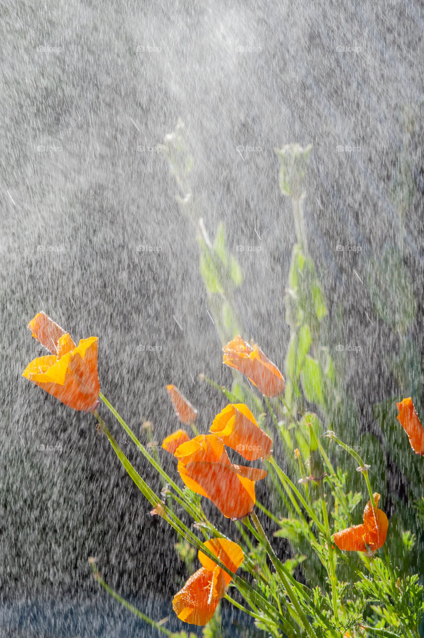 Orange California poppy flowers in drizzle rain.