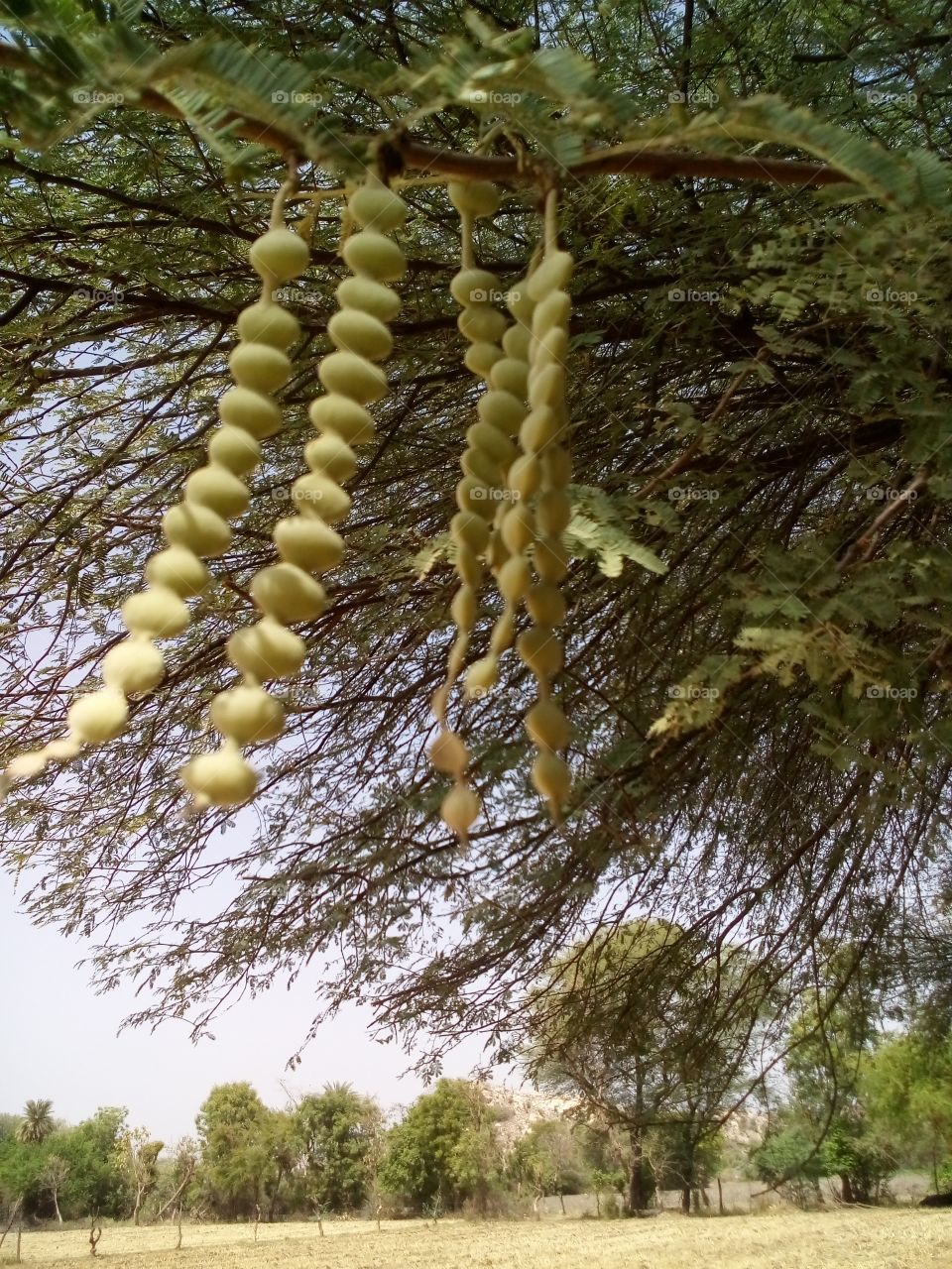 Vachellia nilotica fruits