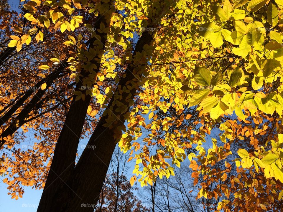 Autumn sun shining through colorful leaves