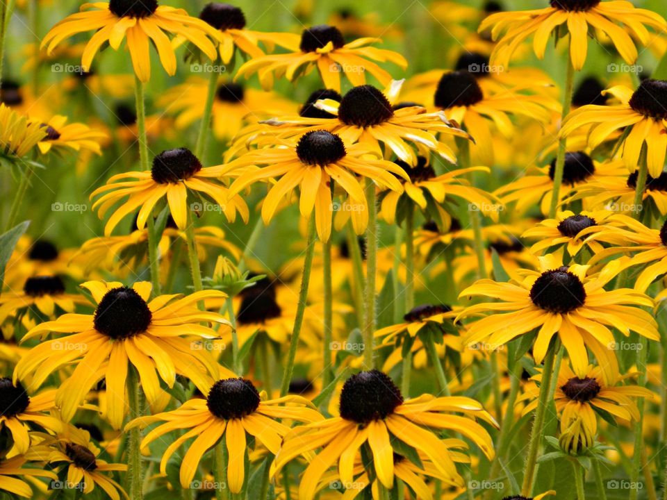 Field of showy and colorful Black eyed Susan’s - Growing as annuals or short-lived perennials, black-eyed Susans are native to prairies and open woodlands and are attractive to both birds and butterflies