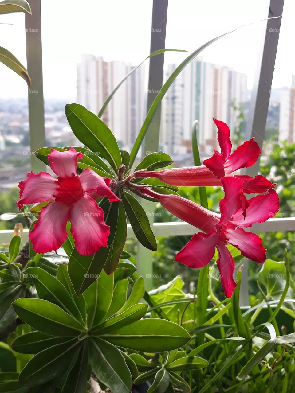 Flora