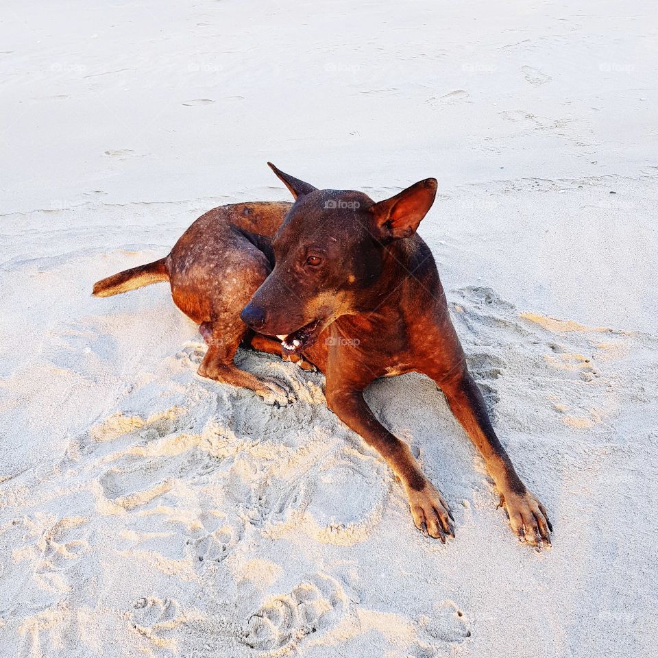 Sick dog lying down on beach