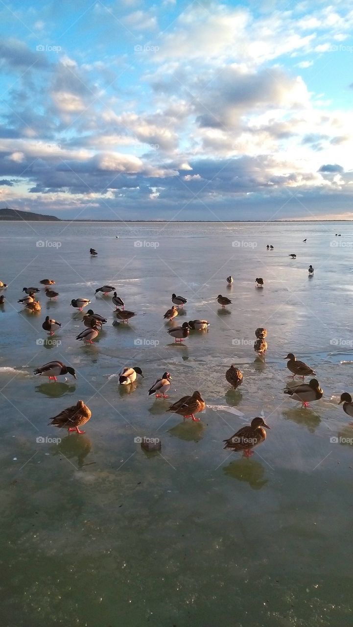 Mallards