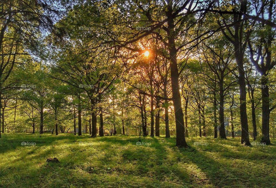 View of oak trees