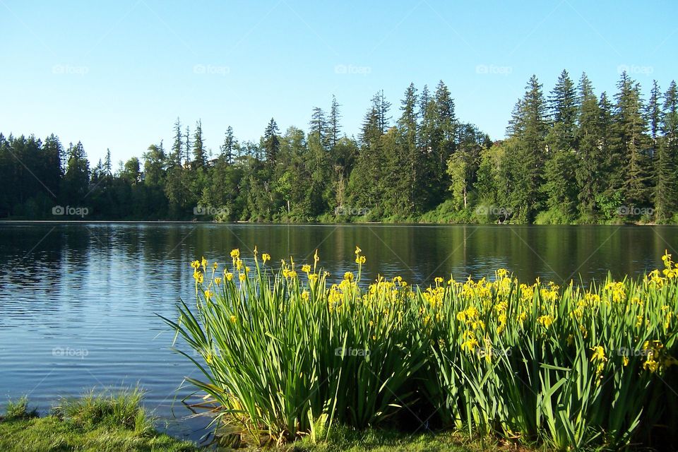 Scenic view of idyllic lake