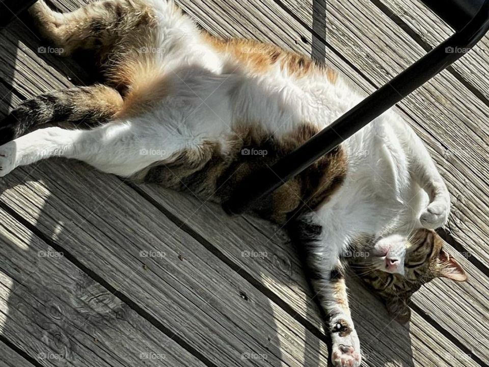 My new friend laying by my side.