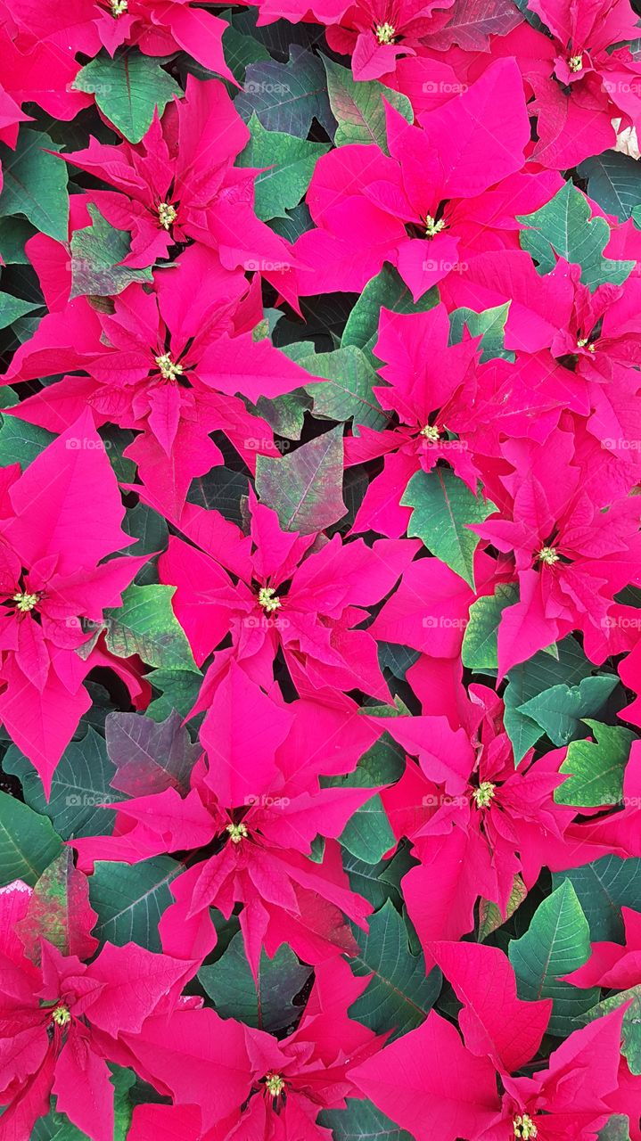 Gorgeous bright red poinsettia plants winter holidays festive background