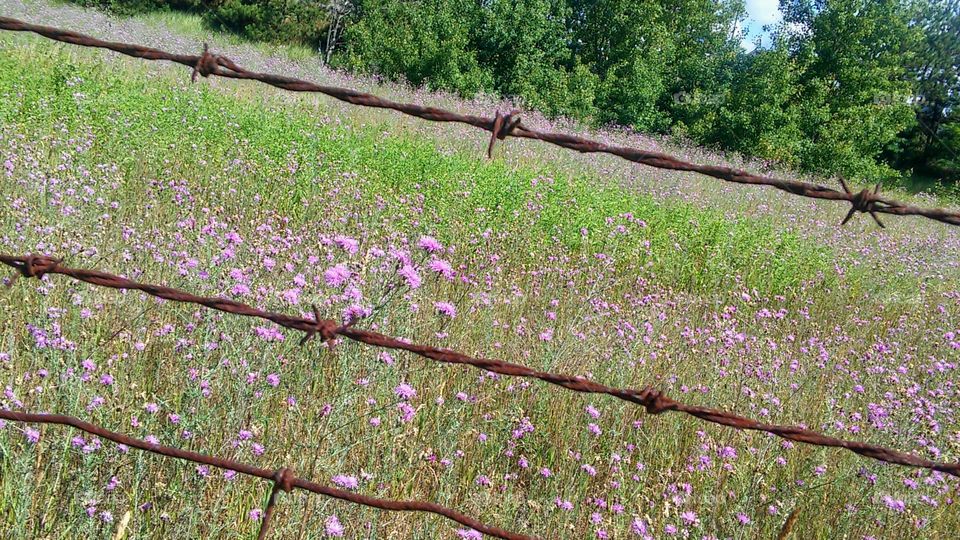 Nature, Flower, Tree, Flora, Wood