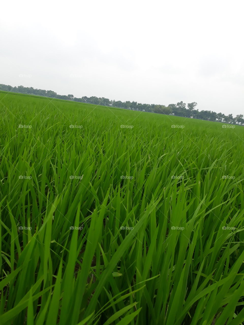 beautiful rice tree in Indian village