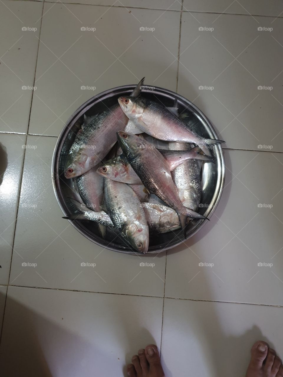 ilish fish 🐟