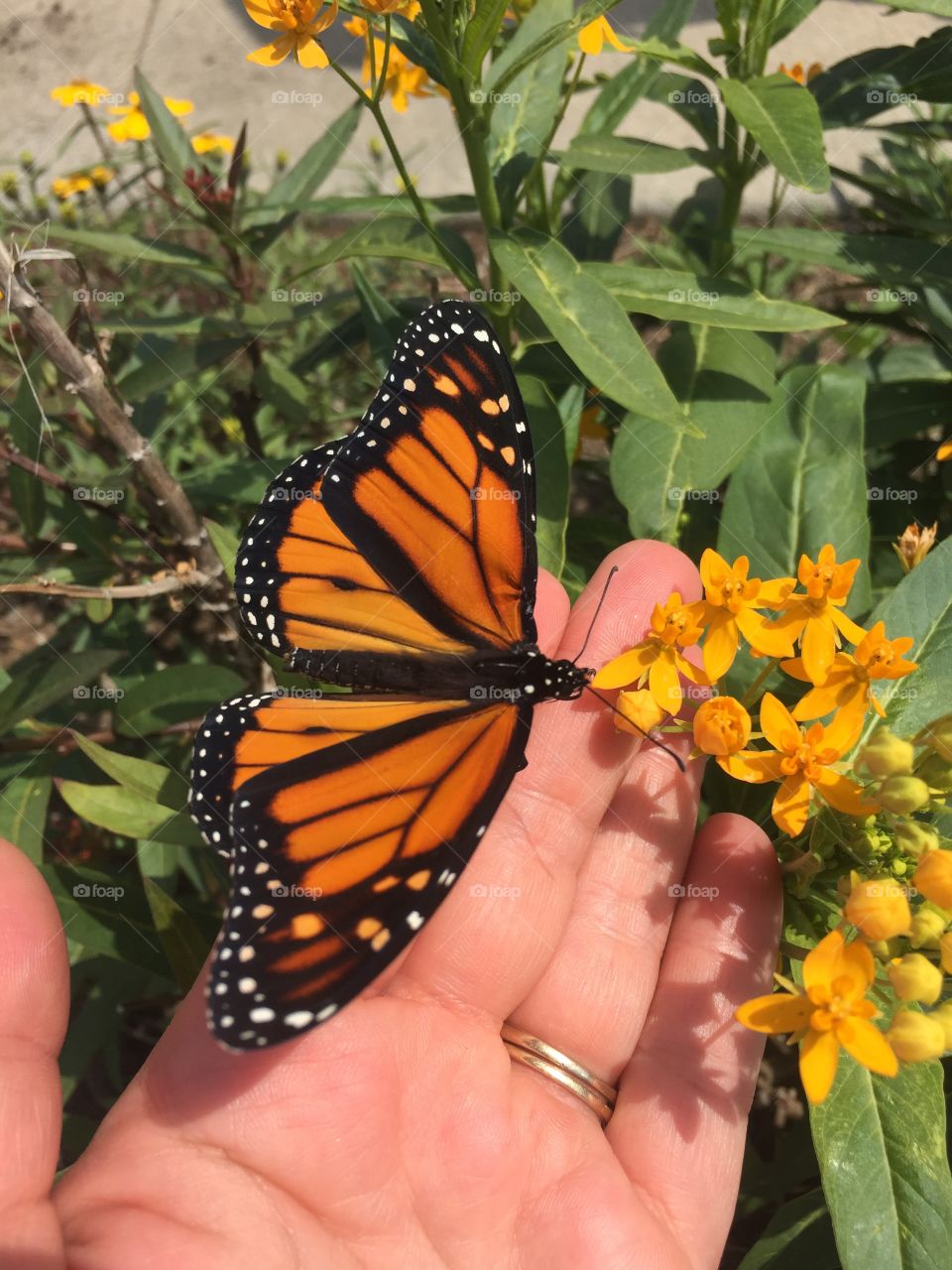 Beautiful monarch butterfly 