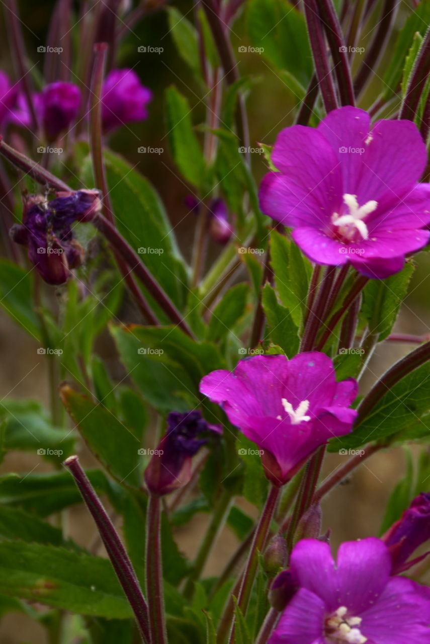 Purple Flower