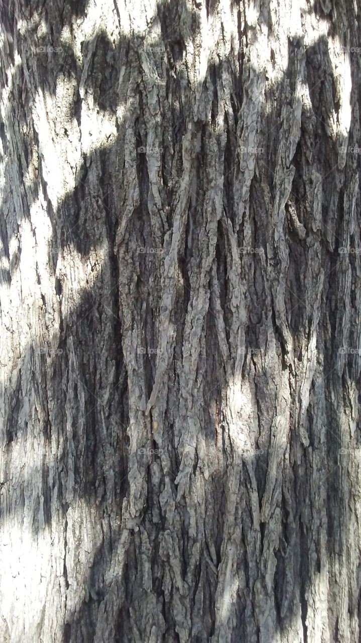 bark with highlight