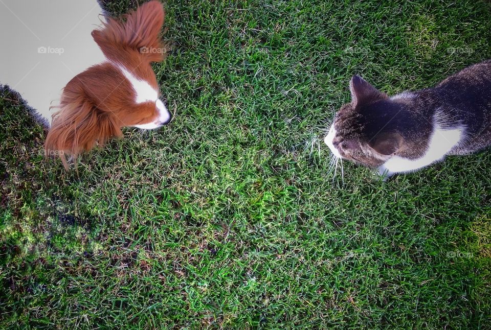 Puppy & Kitty Meet