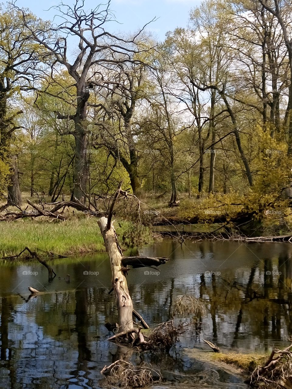polish nature| spring in the wood at the pool
