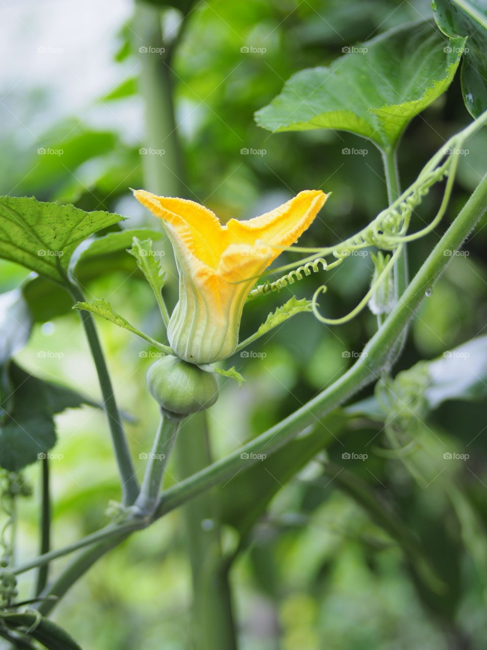 Winter melon flower